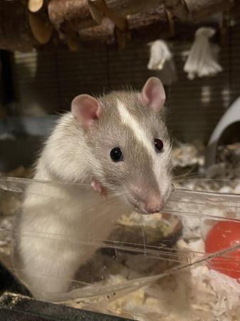 Image 5 of Male rat free to good home