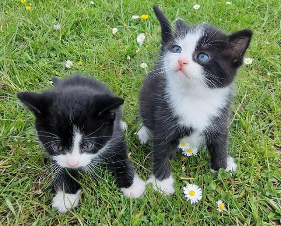 Image 5 of 3 beautiful British short haired kittens