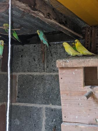 Image 2 of Lovely baby budgerigars for sale
