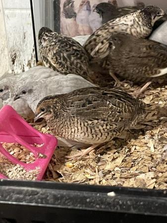 Image 1 of 10 week old Chinese painted quail