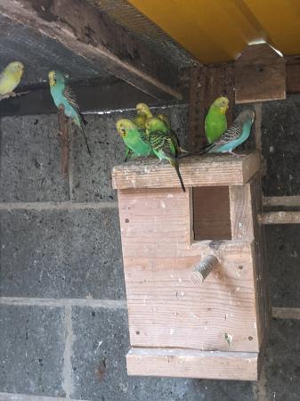 Image 3 of Lovely baby budgerigars for sale