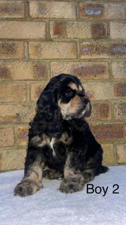 Image 6 of Top Quality Cocker Spaniels for sale