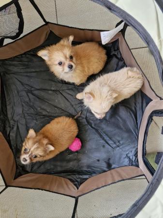 Image 5 of 3x Male Pomchi Puppies for Sale!