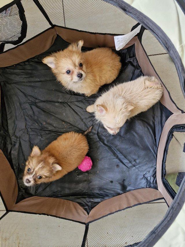 Preview of the first image of 3x Male Pomchi Puppies for Sale!.