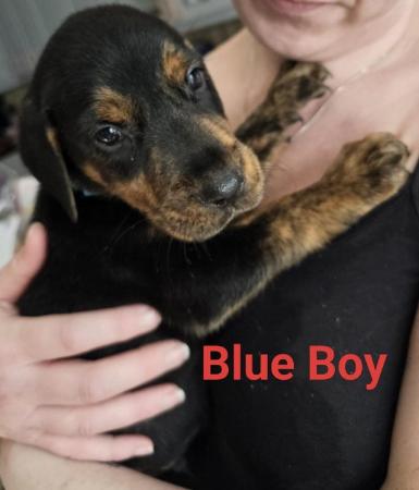 Image 13 of Doberman x Labrador puppies for sale