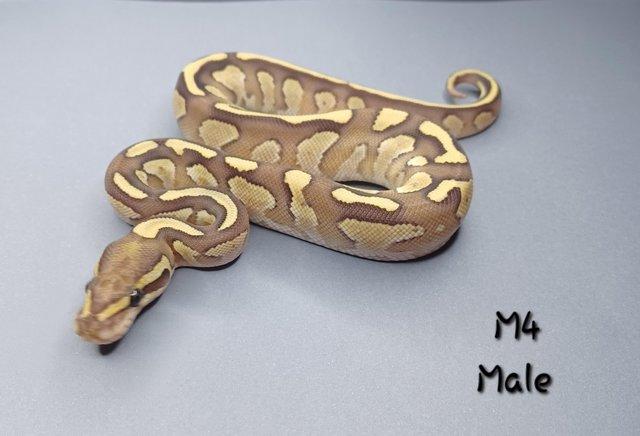 Image 10 of Various Hatchling Ball Python's CB23 - Availability List