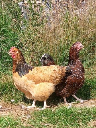 Image 2 of Large Fowl Buff Sussex Hatching Eggs For Sale