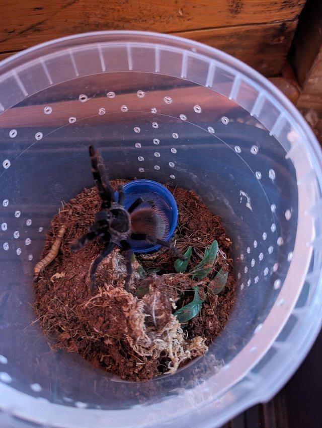 Preview of the first image of Brazilian blue juvi tarantula.