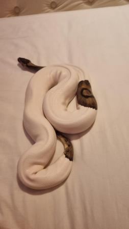 Image 4 of 5 years old pied ball python