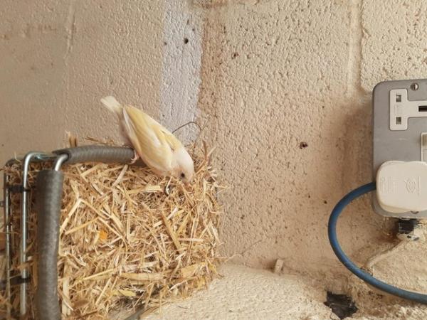 Image 5 of Gouldian Chicks -11 months old