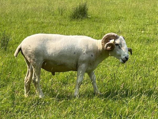 Image 2 of Wiltshire Horn registered 1 & 2 yr old rams