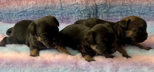 Image 5 of Ready to go to there new homes KC Border Terrier Pups