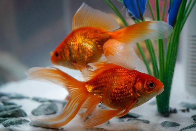 Preview of the first image of Wanted fancy goldfish,  ranchu etc.