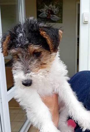 Image 13 of Wire Haired Fox Terrier puppies for sale/now all sold