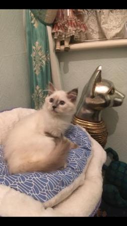 Image 12 of Regis insured fully vaccinated pure Ragdoll kittens £550