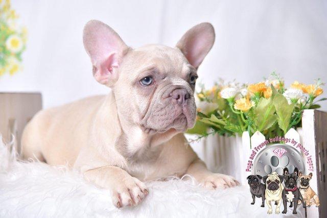 Preview of the first image of Kc Frenchie pups new shade Isabella carriers.