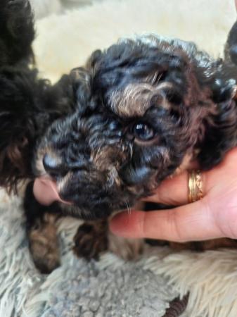 Image 10 of Toy Poodle Puppies for Sale