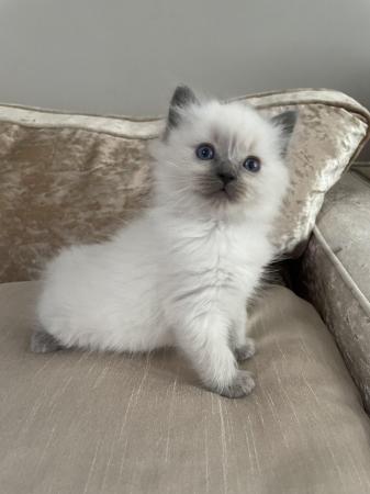 Image 4 of Pedigree blue point ragdolls ready to leave
