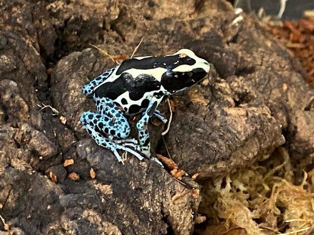 Preview of the first image of Dendrobates Tinctorius Powder Blue Dart Frogs.