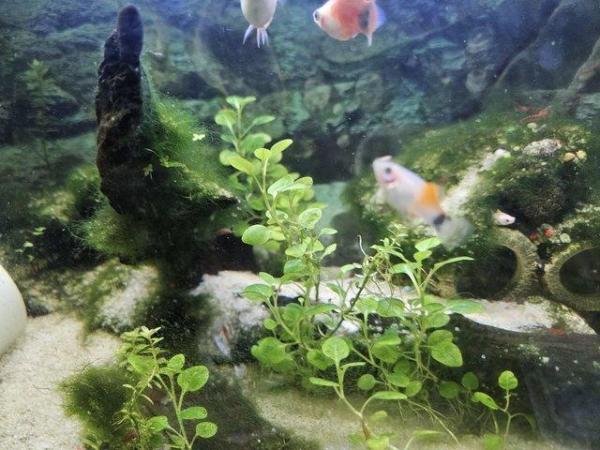 Image 2 of 6 x Micky Mouse Platys For Sale