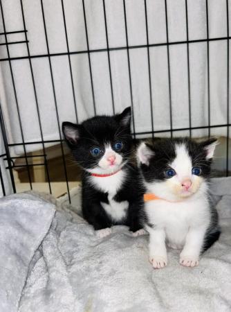 Image 5 of Last black and white boy and girl kittens for sale
