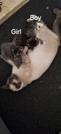 Image 1 of 3 adorable kittens, siamese cross, ready to leave