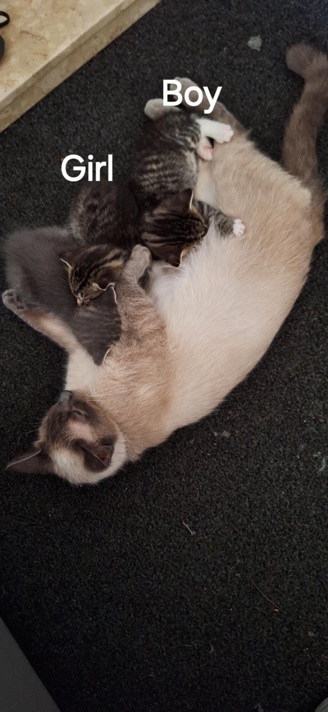 Preview of the first image of 3 adorable kittens, siamese cross, ready to leave.