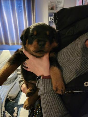 Image 18 of Beautiful chunky rottweiler puppies