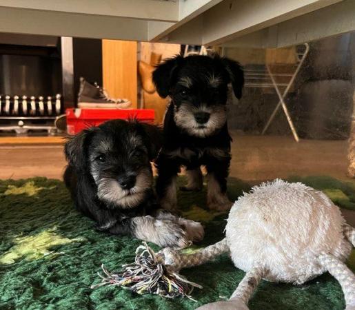 Image 7 of ALL GONE Miniature Schnauzer Pups KC REGISTERED