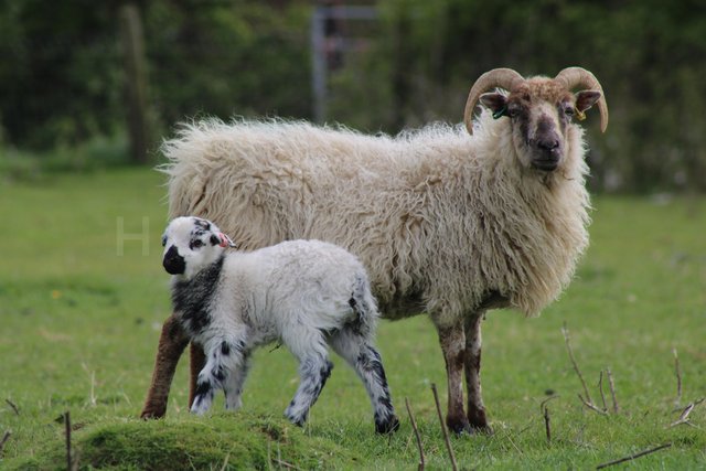 Image 2 of Pedigree boreray ewes with lambs at foot