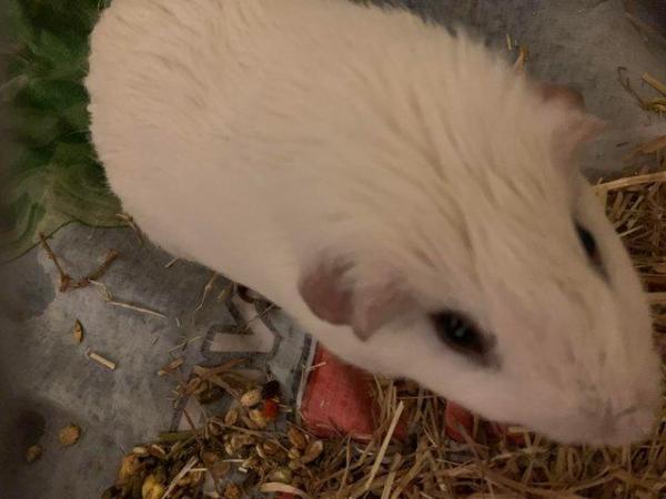 Image 3 of (Still for sale) Male guinea pig (3 years old) for rehoming