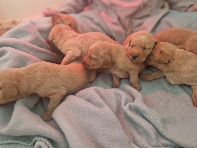 Preview of the first image of KC Reg Fox Red Labrador Puppies.