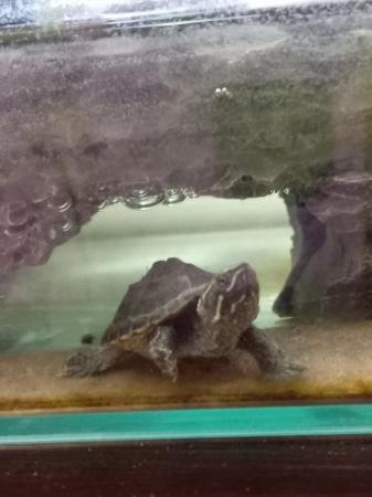 Image 2 of 6 month old common musk turtle