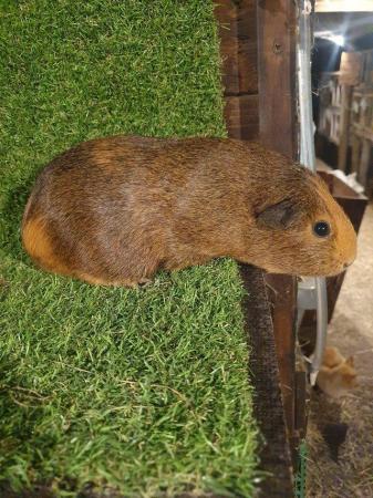 Image 11 of Guinea pigs males and females