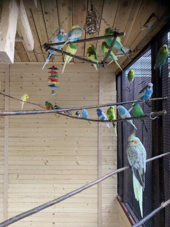 Image 3 of Birds for sale various breeds