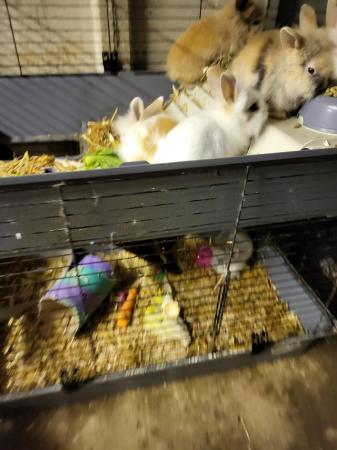 Image 3 of Hand Raised Baby Rabbits for sale