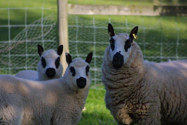 Image 2 of 5 beautiful Kerry Hill ewes for sale