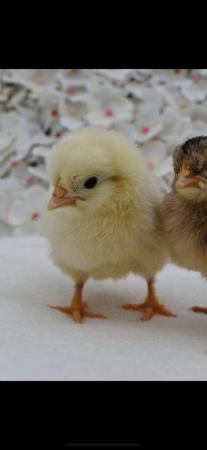 Image 2 of 2 week old chicks cream legbar and wheaten marans