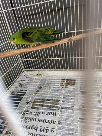 Image 2 of Male green linolated parakeet available