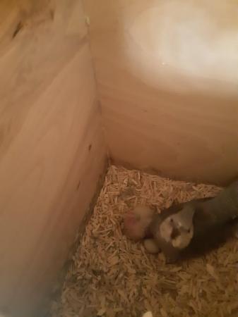 Image 1 of Baby cockatiels ready for handrearing