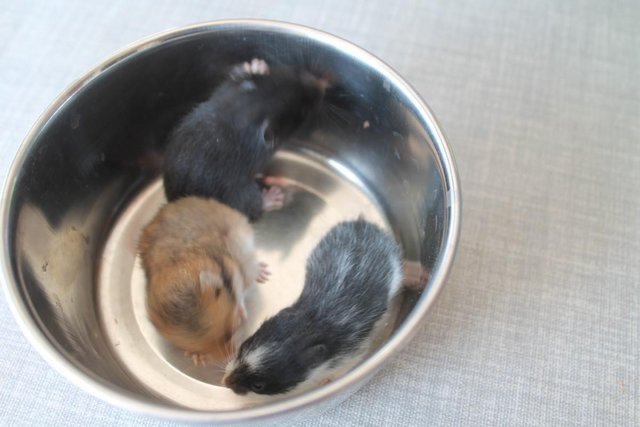 Image 1 of Syrian Hamster Baby's - Born 29th May 2024 - Ready Soon