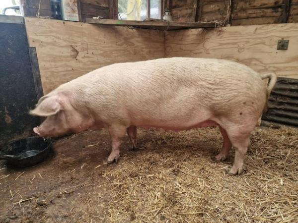 Image 2 of PURE BRED LANDRACE SOW AVAILABLE