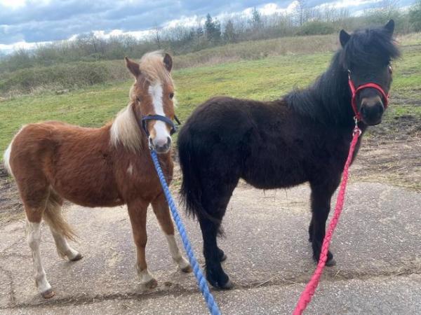 Image 4 of Pair of Cute Dartmoor Hill Ponies Future Kids Lead Reins.