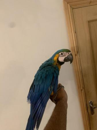 Image 3 of Baby HandReared Silly Tame Cuddly Blue & Gold Macaw