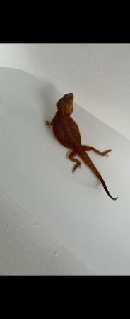 Image 4 of Translucent red female bearded dragon