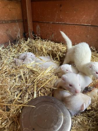Image 2 of Baby Ferrets for sale male and female