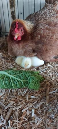 Image 1 of Hen and five chicks for sale