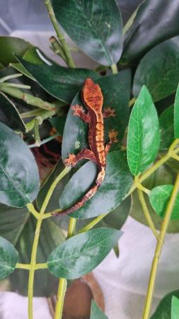 Image 28 of OMG Beautiful Crested Geckos!!!