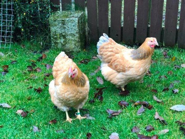 Image 33 of *POULTRY FOR SALE,EGGS,CHICKS,GROWERS,POL PULLETS*