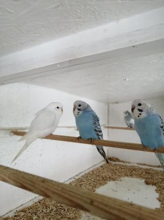 Image 9 of BABY BUDGIES for sale male and female £20each